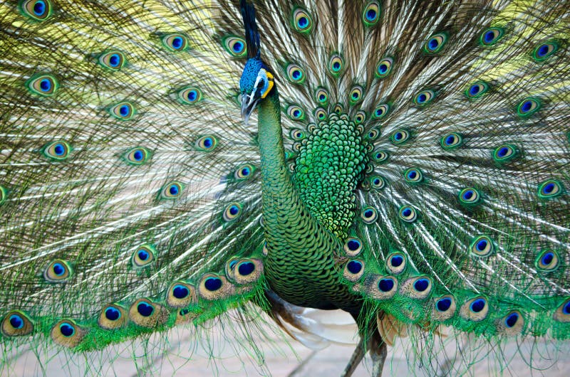 Green Peafowl of Thailand