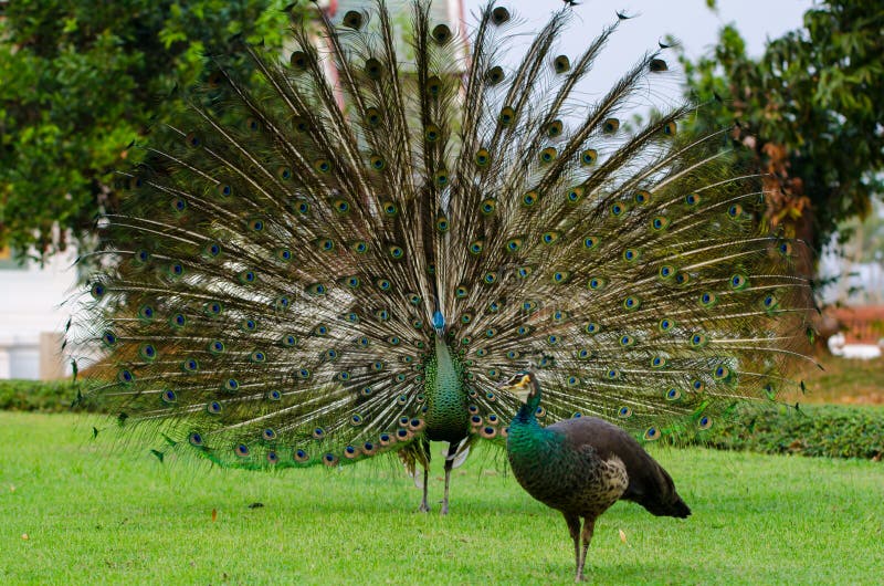 Green Peafowl of Thailand