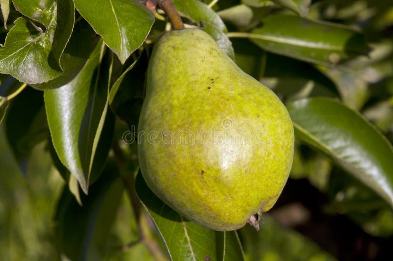 Green pear