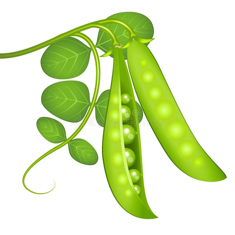 Green Peas Illustration Cartoon Stock Illustration Illustration of