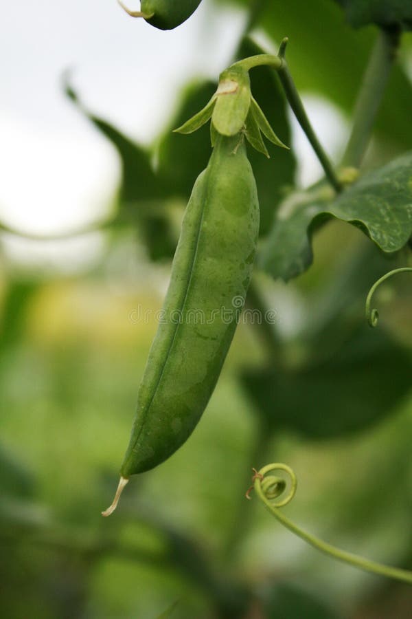 Green peas stock image. Image of farm, carrots, healthy - 99167123