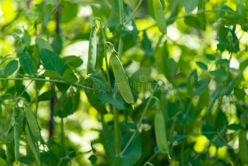 Green Peas Growing on a Farm Stock Photo Image of healthy, green