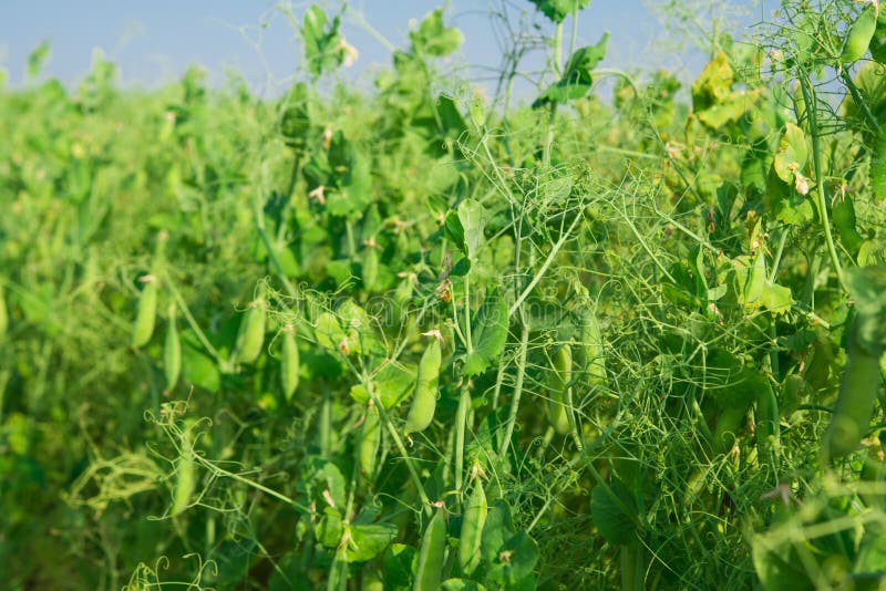 Green peas