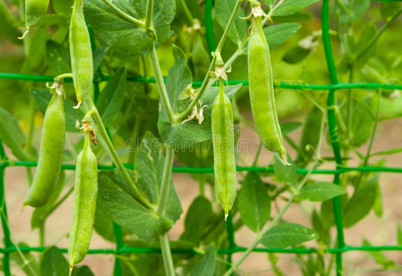 Green Peas Growing in the Garden Stock Image Image of growing, leaf