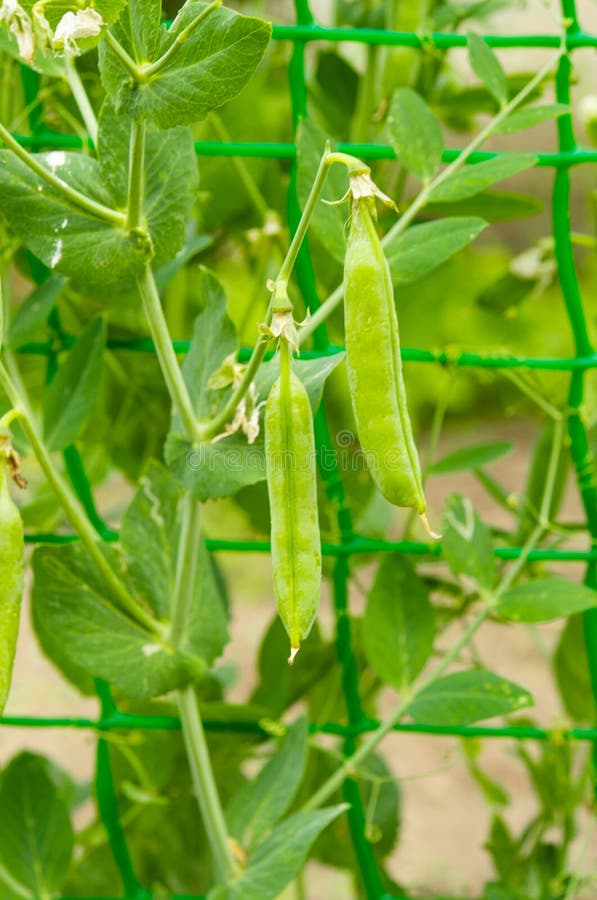 Green Peas Growing in the Garden Stock Image Image of healthy, growth
