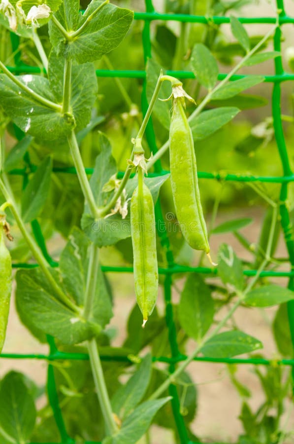 green peas growing in the garden