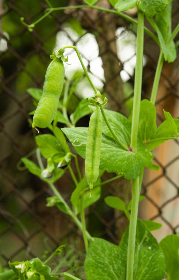 Green Peas Growing in the Garden Stock Photo Image of agriculture