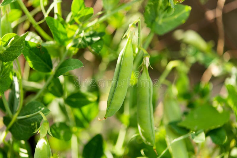 Peas growing stock photo. Image of growing, food, garden 29971452