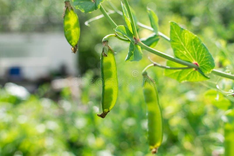 Transparent Green Pod with Visible Peas Inside through Sunlight Stock