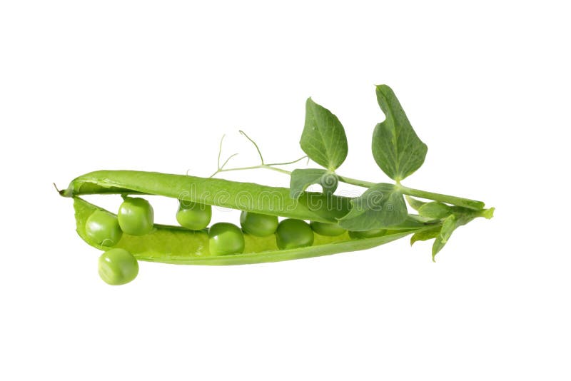 Green peas with leaves stock photo. Image of summer, diet 43722576