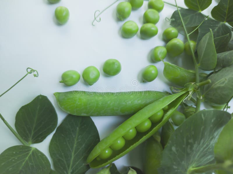 Green peas with leaves stock image. Image of nutrition 189085485