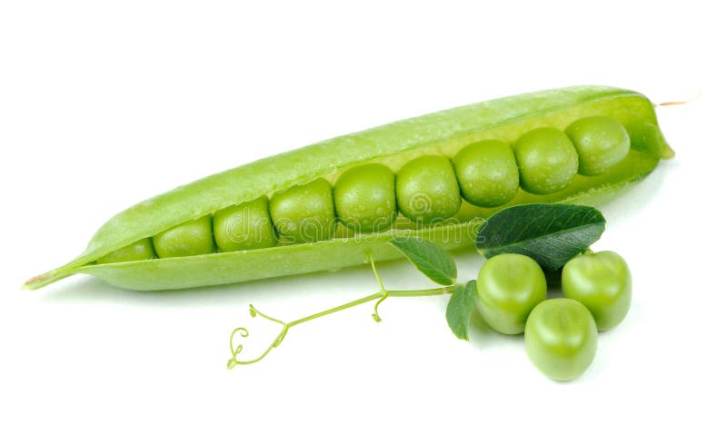 Green Peas in Open Pod with Leaves and Tendrils Isolated on White Background