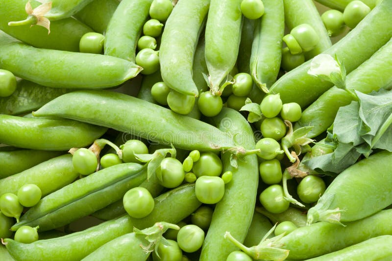 Green peas in the pod stock photo. Image of grub, agriculture 19302062