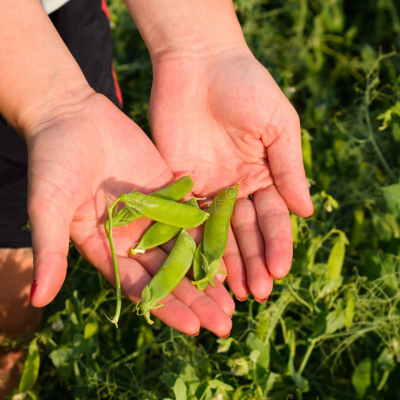 Green peas. Pods of peas stock image. Image of ingredient 136195563