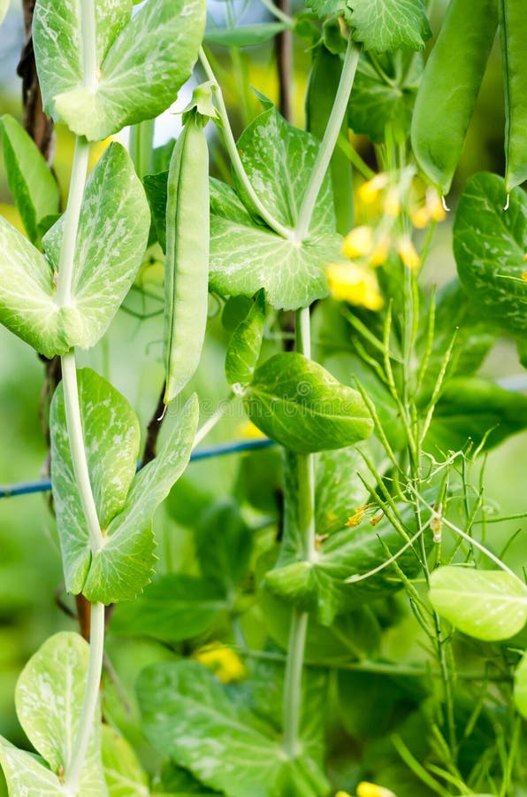 Green Peas with Vine in the Kitchen Garden Stock Image Image of green