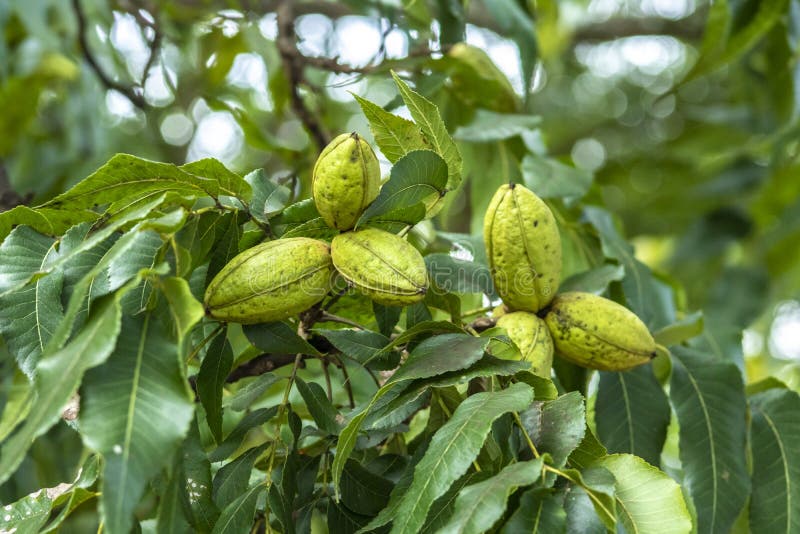 Green Pecan Nuts Growing on Tree Stock Image Image of brazil