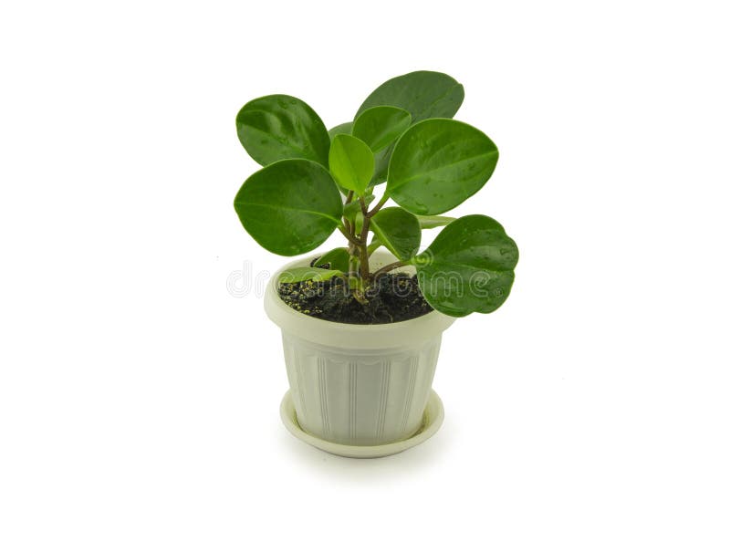 Green peperomia isolated on white background. For. Your commercial and editorial use stock photography