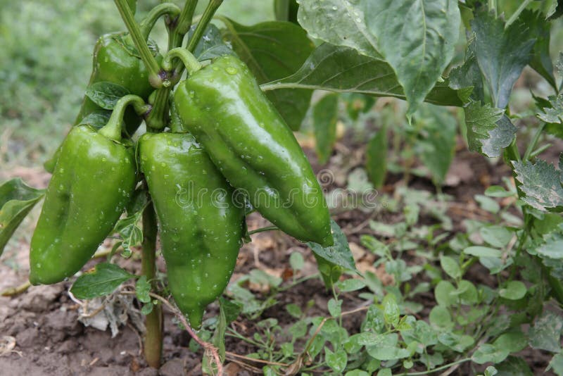 Green pepper arkivbild