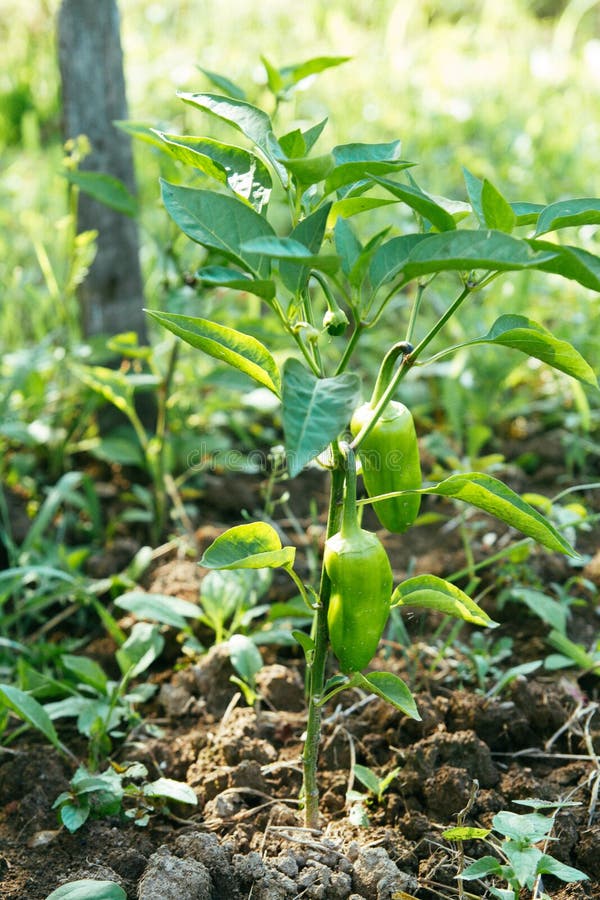 Green Pepper on a Garden Bed. Farm Cultivation of Vegetables Stock