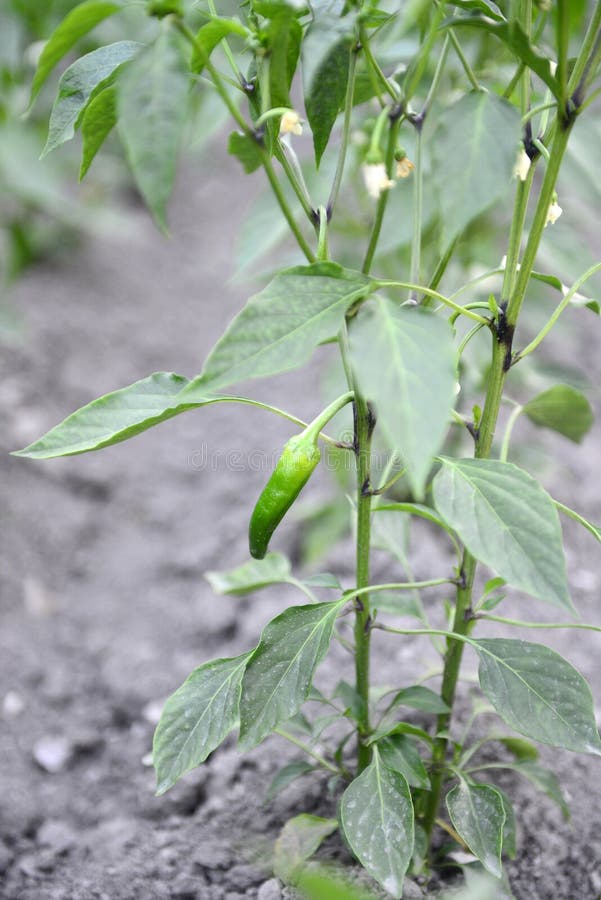 Green Pepper Growing in the Garden Stock Photo Image of cultivate