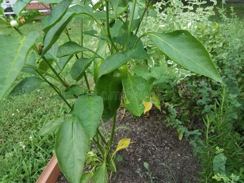 Green Pepper Growing in Garden with Green Plants Stock Image Image of