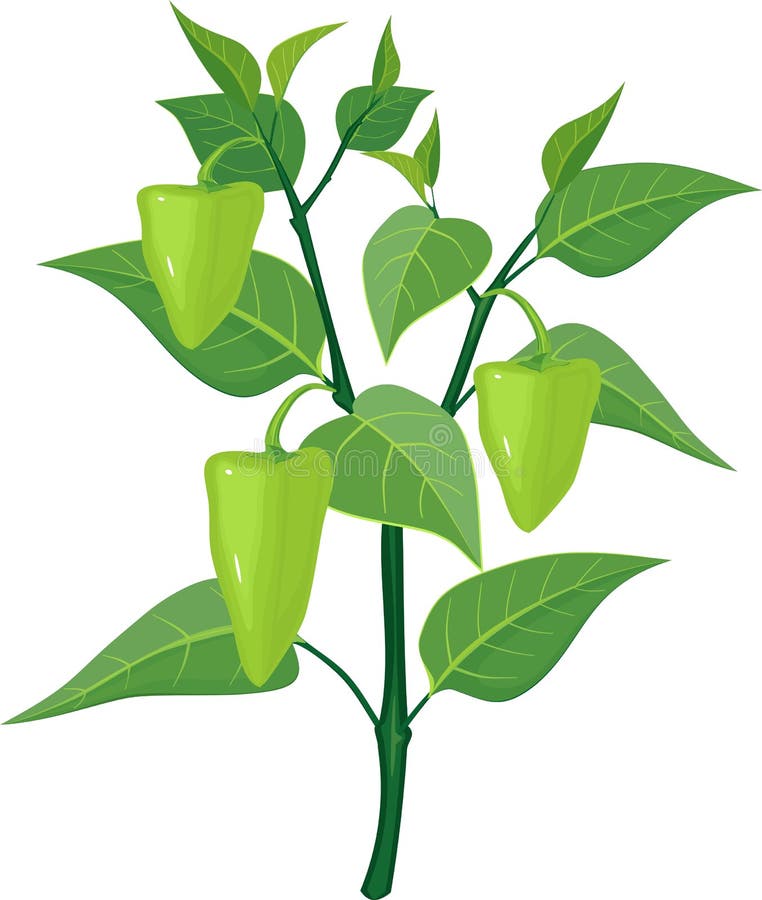 Green Bell Pepper Plant Stock Illustrations 2,089 Green Bell Pepper