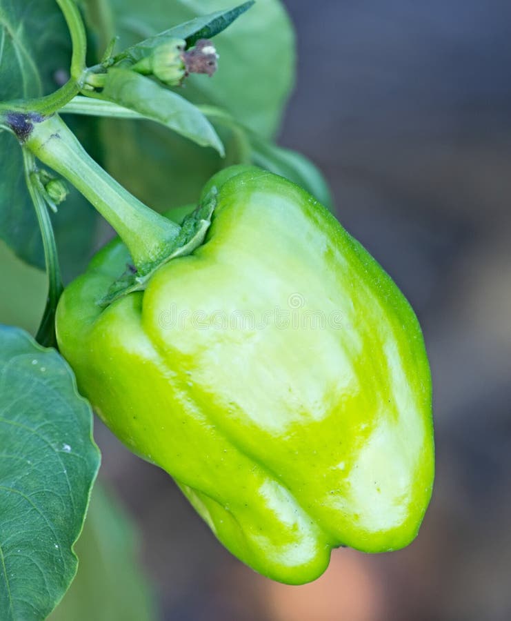 Green Pepper Plant.Pepper Growing Outdoors. Stock Photo Image of grow