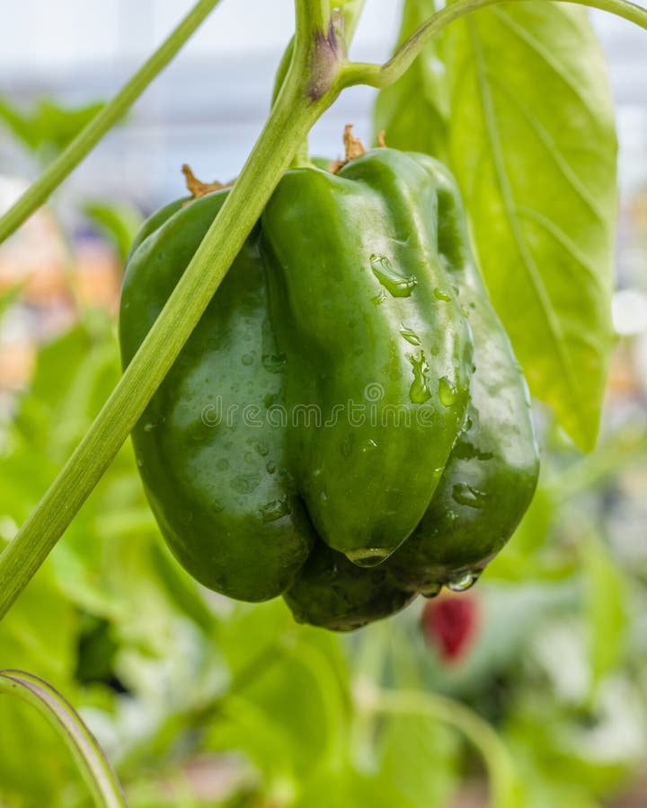Green Pepper on the Plant Ready To Harvest Stock Photo Image of horticulture, edible 43290996