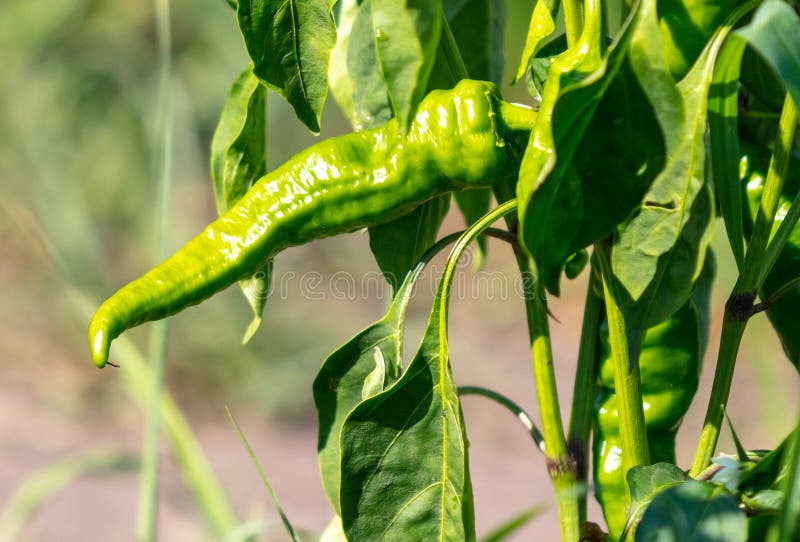 Green Pepper on a Plant in a Vegetable Garden Stock Photo Image of