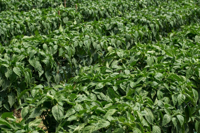 Green Pepper Plants stock image. Image of leaves, nature 96990301