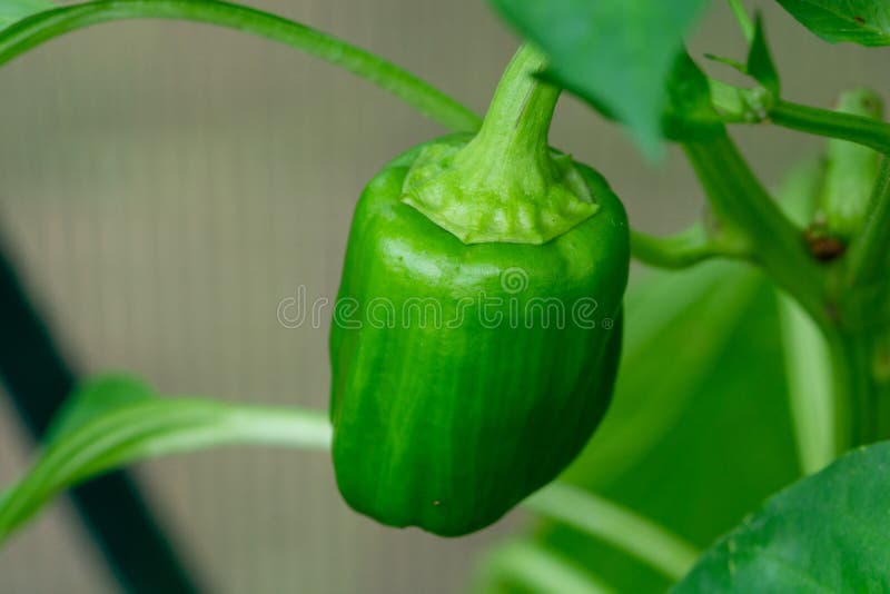 Green pepper on a tree stock photo. Image of vegetarian 252159952
