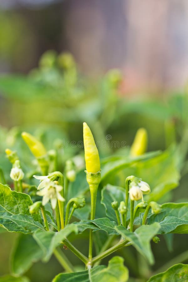 Green pepper on the tree stock image. Image of food, harvest 36692485