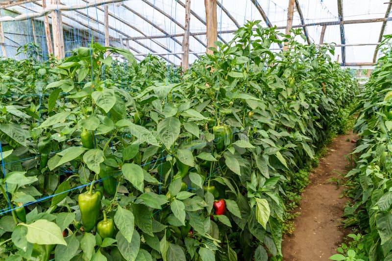 Green Pepper in Vegetable Garden Stock Photo Image of growth, harvest