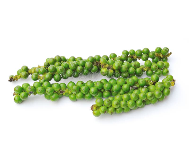 Red and Green Peppercorn Berries on Vine Isolated Stock Photo Image