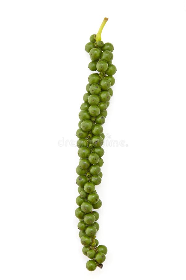 Green peppercorns stock image. Image of grain, leaf, black 79411453