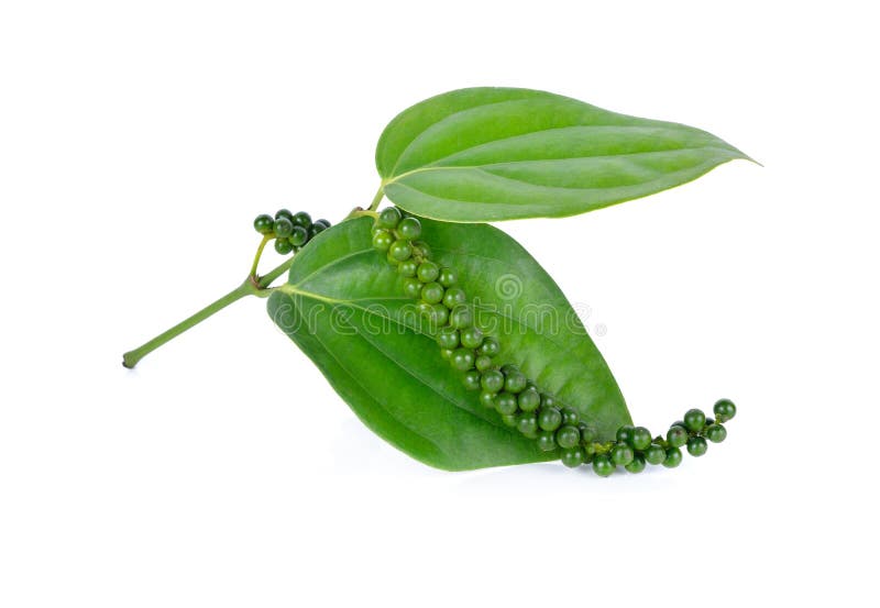 Green Peppercorns with Stem and Leaf on White Background Stock Photo