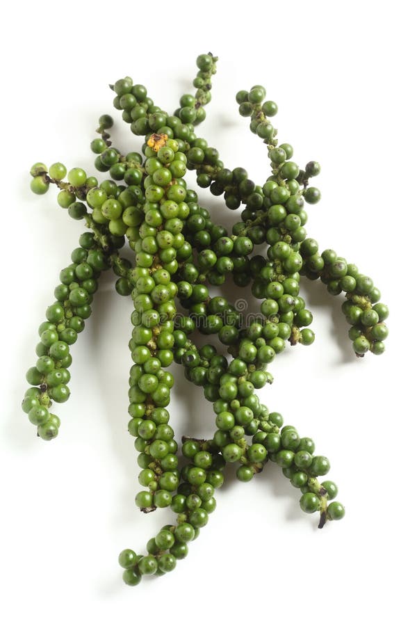 Fresh Peppercorns on a Branch Stock Image Image of natural, detail