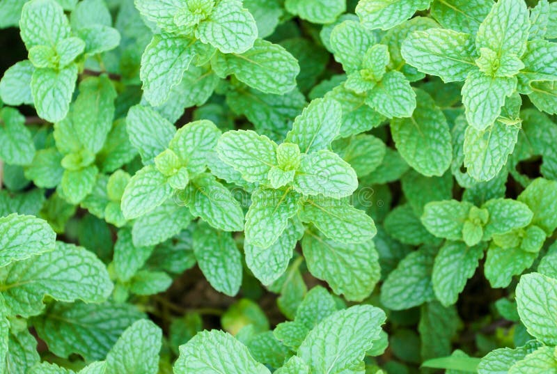 76,343 Peppermint Stock Photos Free & RoyaltyFree Stock Photos from