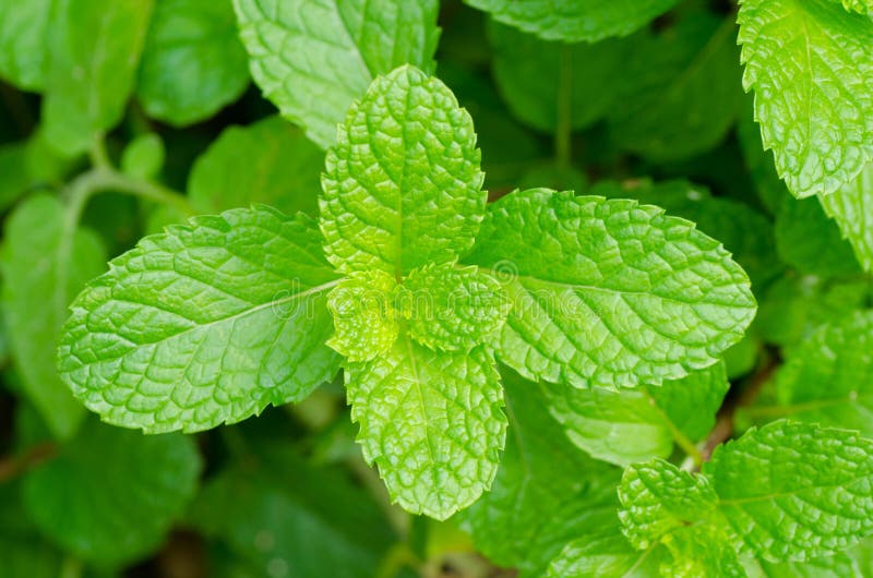 Peppermint stock image. Image of peppermint, floral, alive 29223641