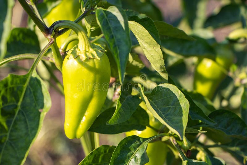 Green Peppers Growing in the Garden Stock Image Image of growing