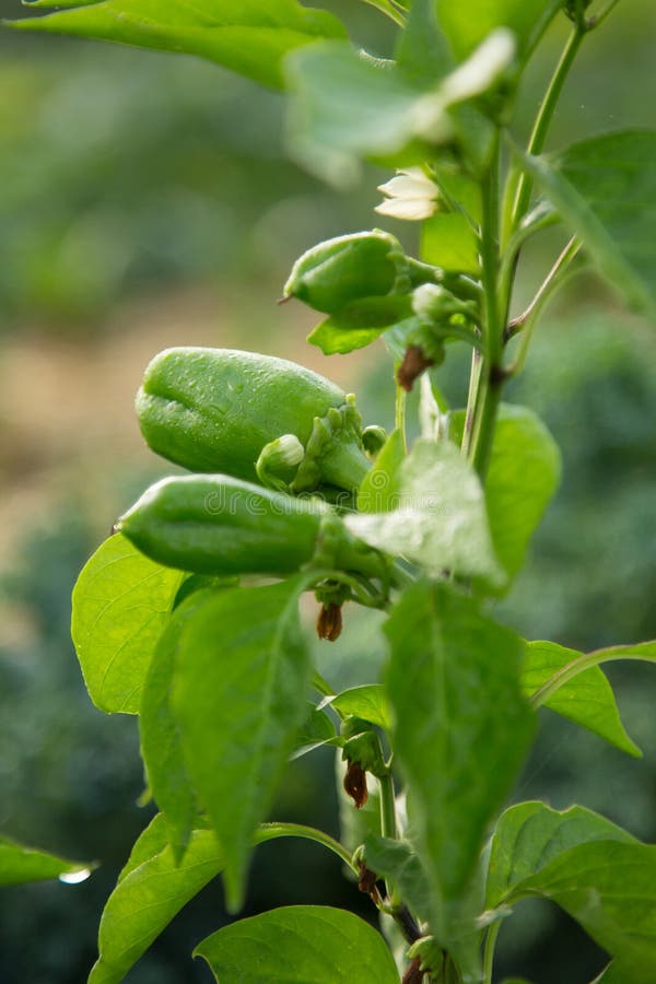 Green Peppers Growing in a Home Garden Stock Image Image of pepper