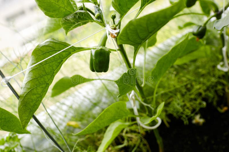 Green Peppers Grows in a Greenhouse Stock Image Image of farm