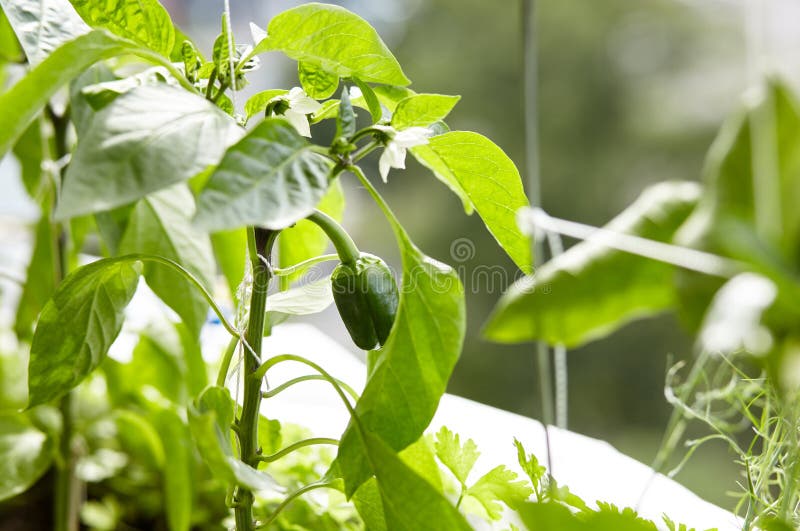 Green Peppers Grows in a Greenhouse Stock Photo Image of unripe