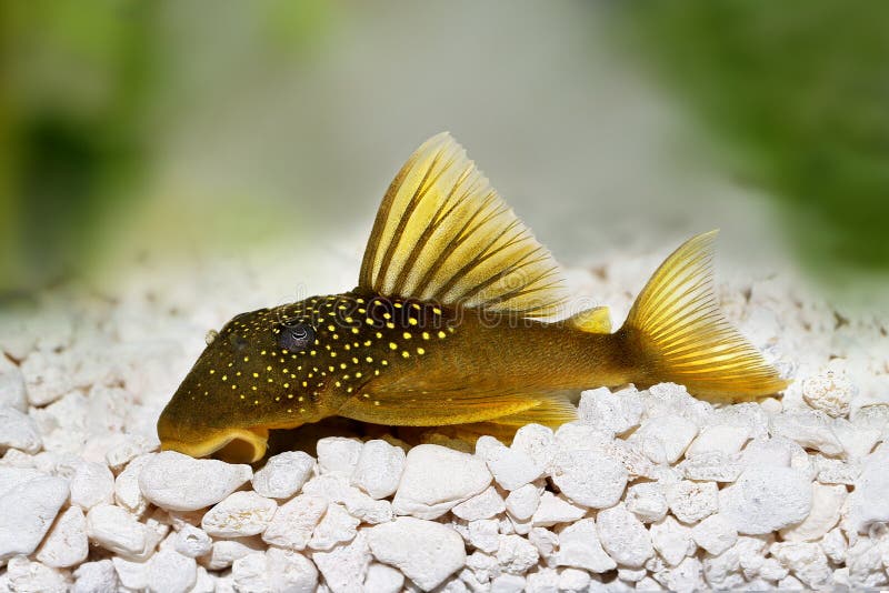 Green phantom pleco L200 Hemiancistrus subviridis aquarium fish stock image Green phantom pleco L200 Hemiancistrus subviridis aquarium fish stock image