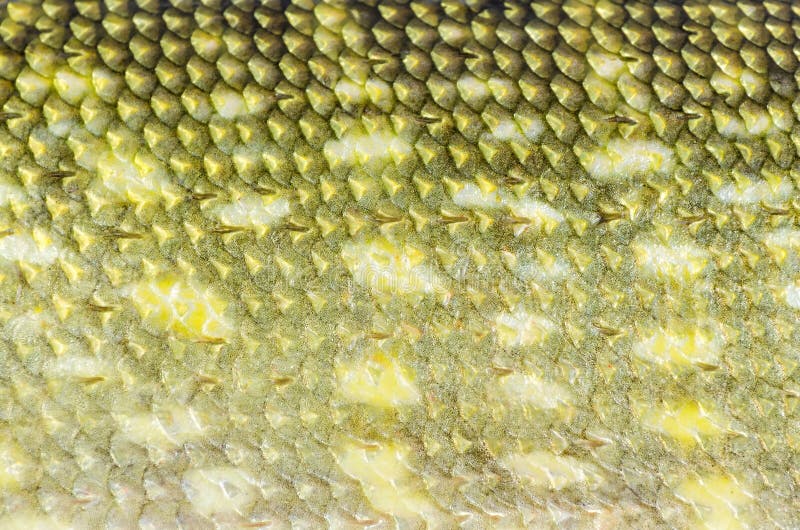 Closeup for european pike skin background. Closeup for european pike skin background