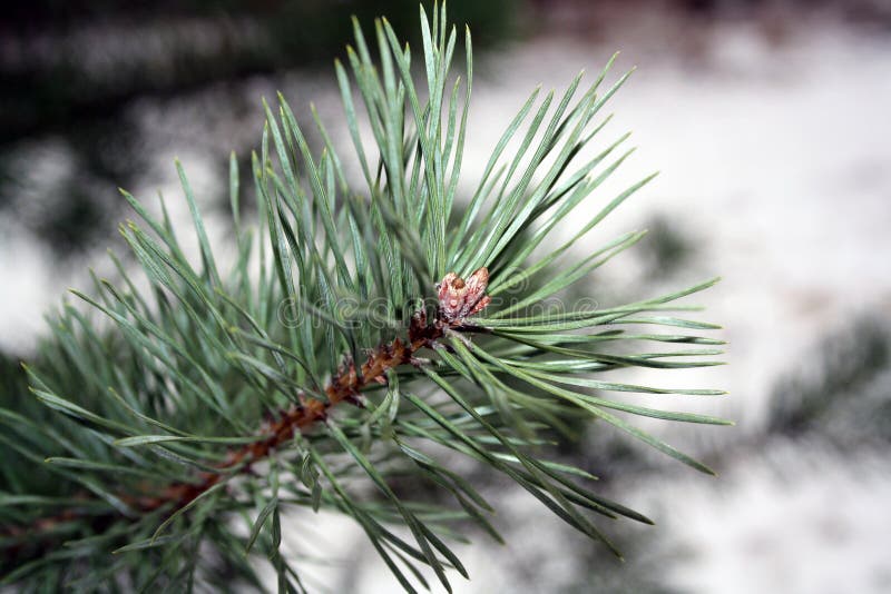 Green Pine Branch with Needles. Christmas Tree Stock Photo Image of background, cone 204998724