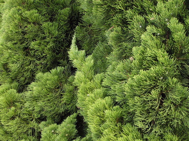 Green pine texture stock image