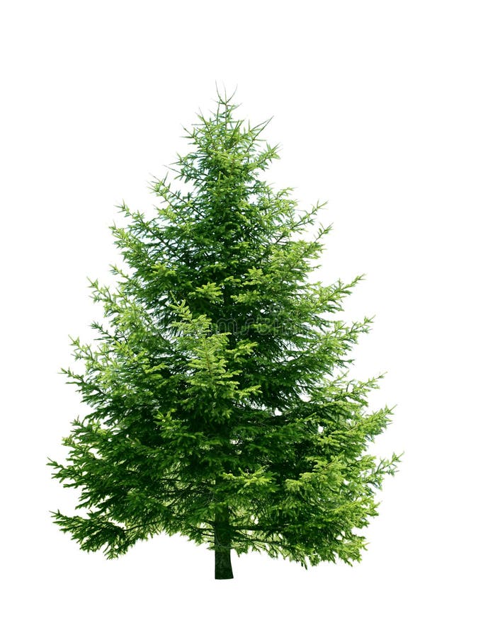 Green pine tree stock photos
