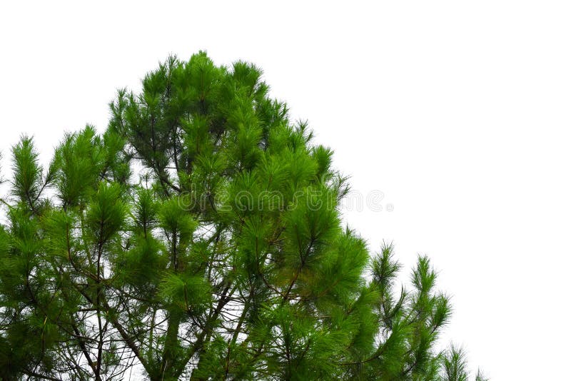Green Pine Tree on Isolated Background. Stock Image Image of season