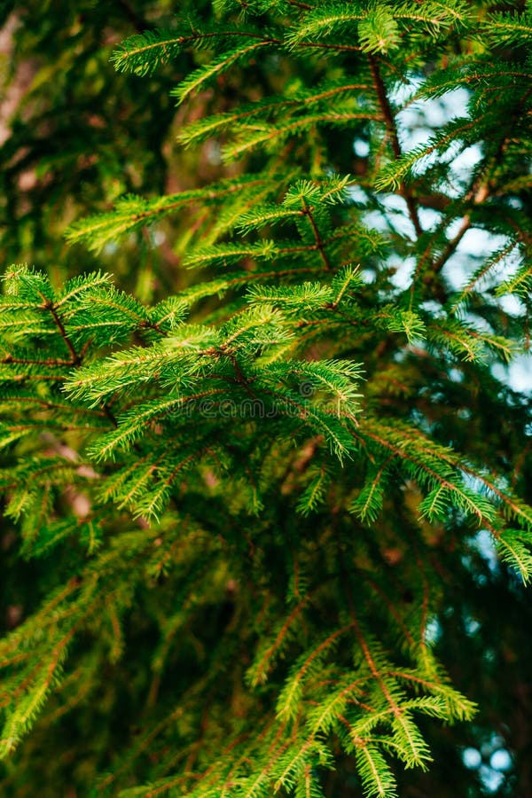 Green Pine Tree Leaves Texture Stock Image Image Of Freshness Herb